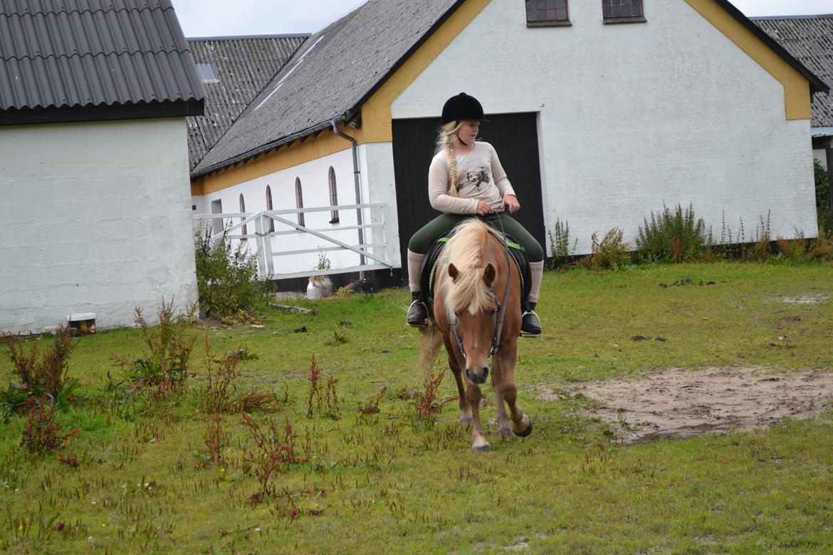 Islænder Glodis billede 4