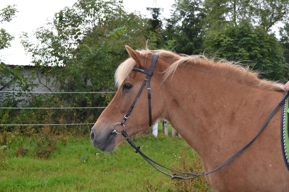 Islænder Glodis billede 5