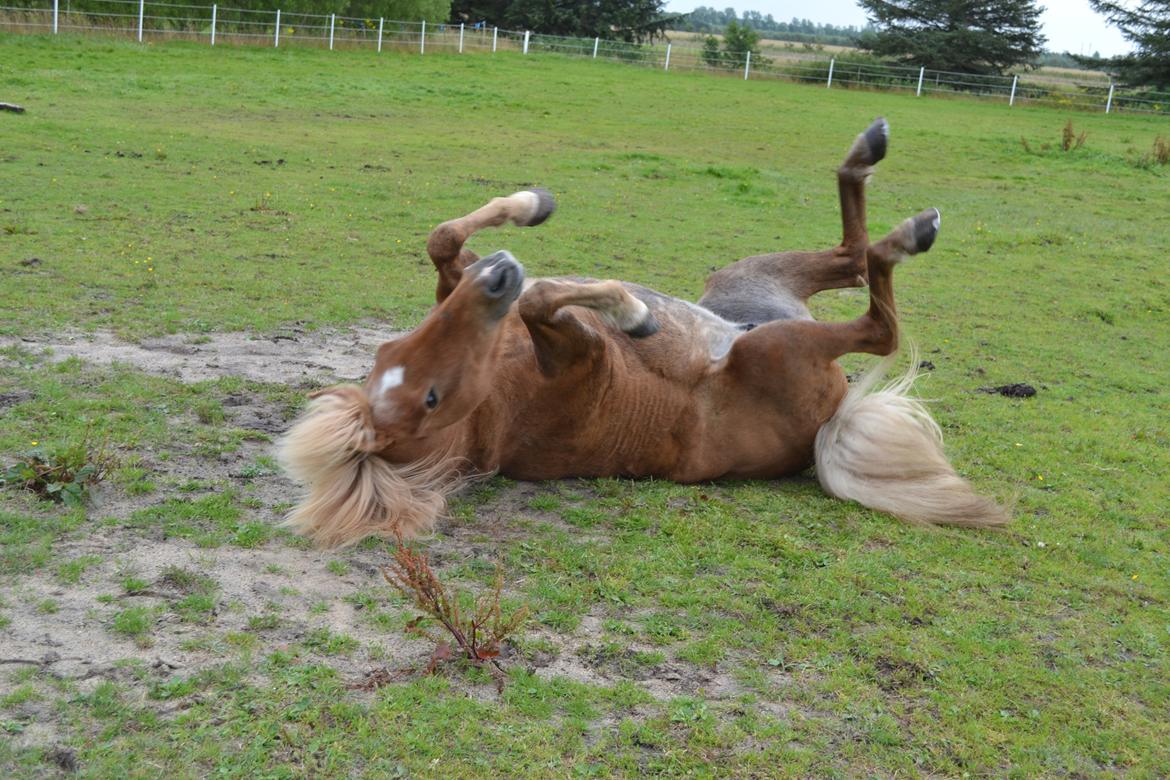 Islænder Glodis billede 6