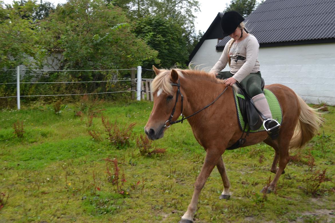 Islænder Glodis billede 7