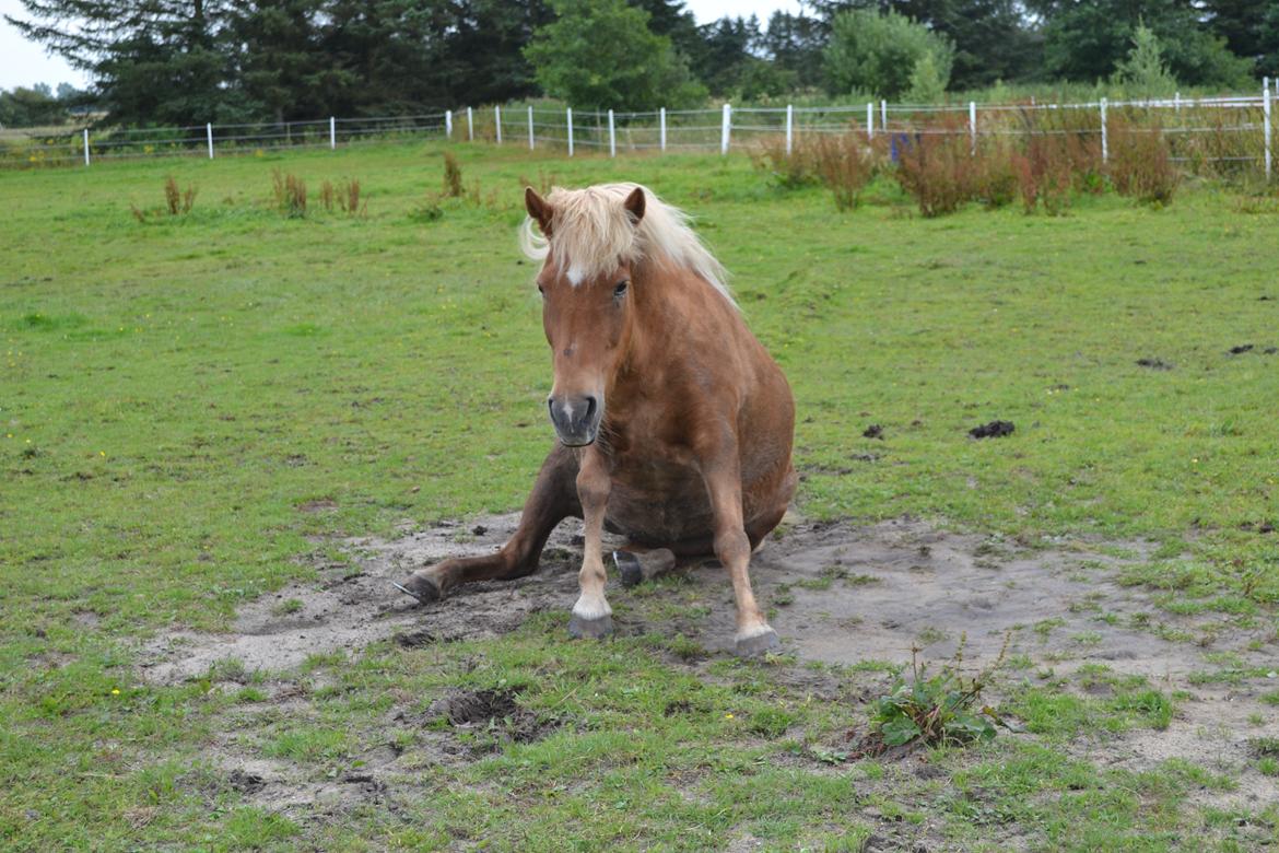 Islænder Glodis billede 8