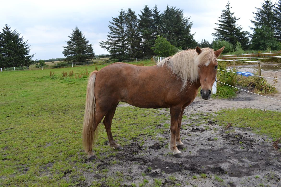 Islænder Glodis billede 9