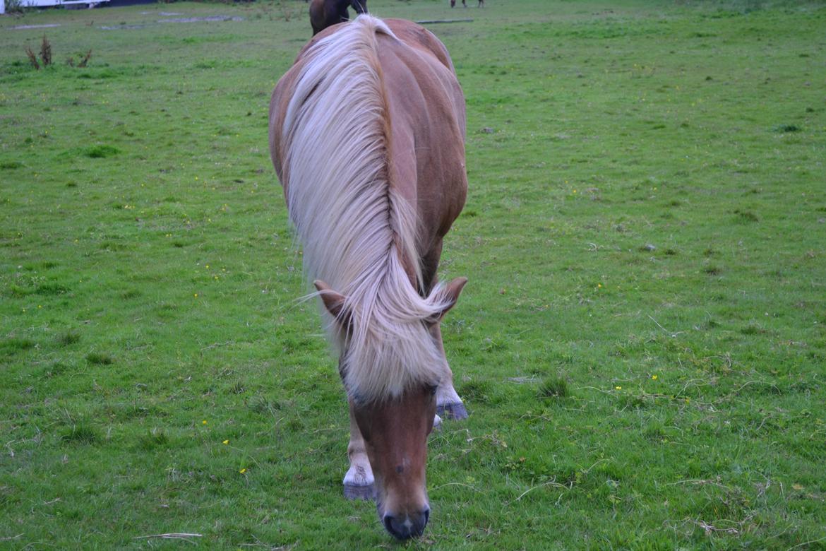 Islænder Glodis billede 10