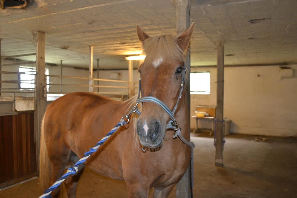 Islænder Glodis billede 11