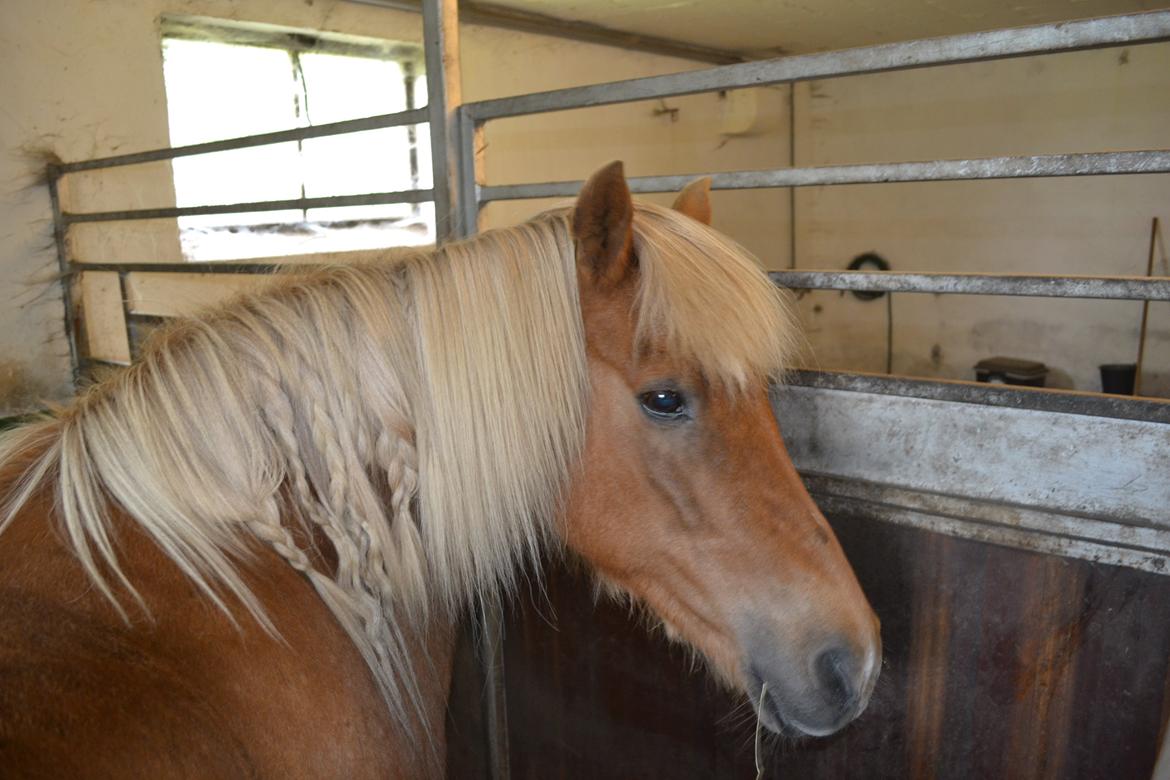 Islænder Glodis billede 12