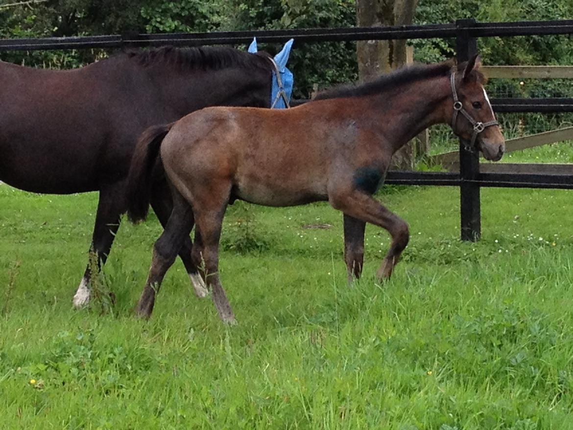 Dansk Varmblod A.B. Lexus billede 17