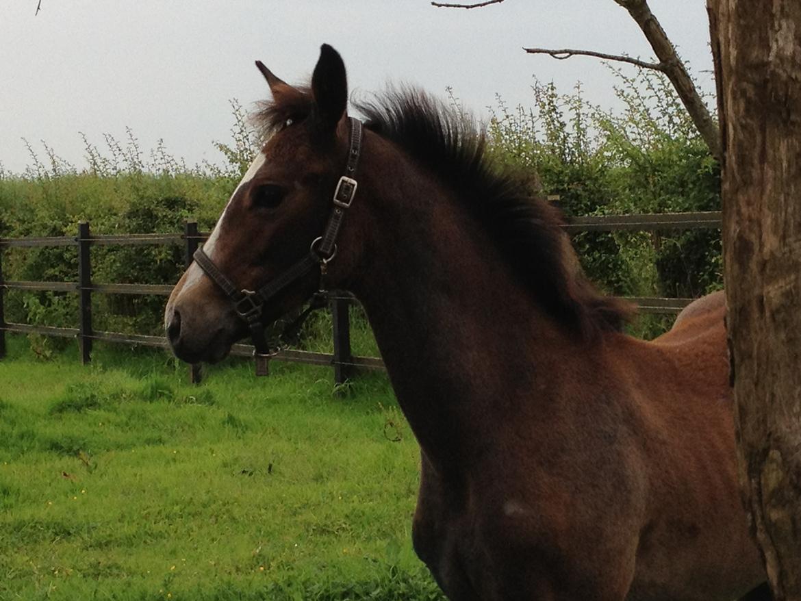 Dansk Varmblod A.B. Lexus billede 18