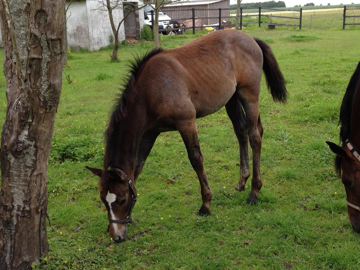 Dansk Varmblod A.B. Lexus billede 19