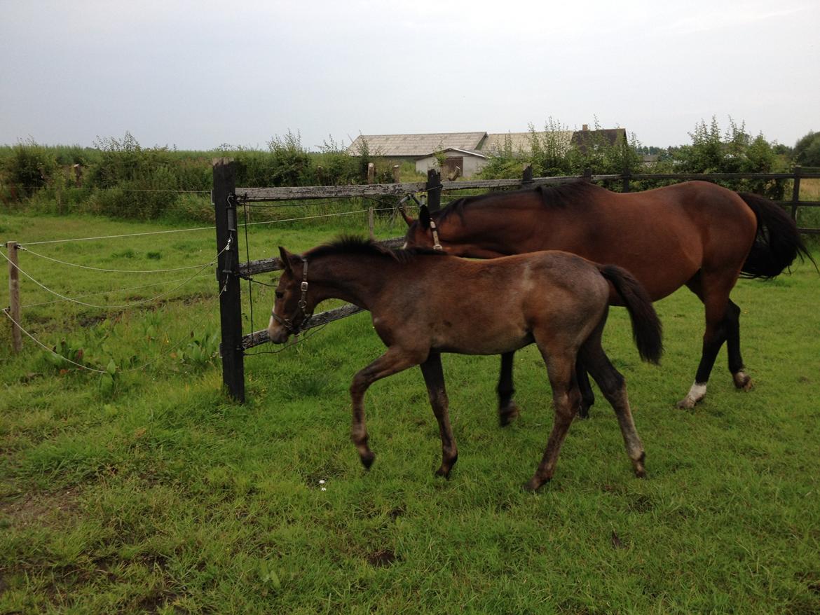 Dansk Varmblod A.B. Lexus billede 20