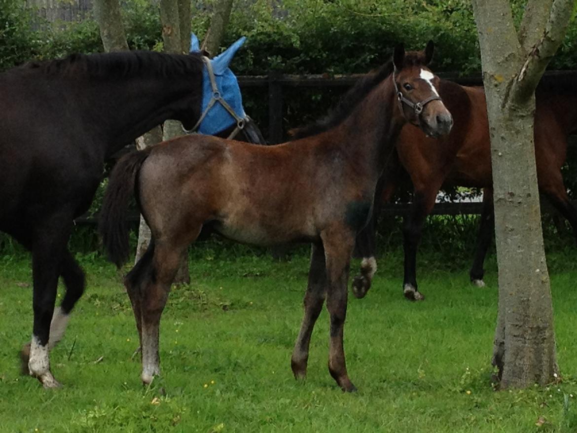 Dansk Varmblod A.B. Lexus billede 1