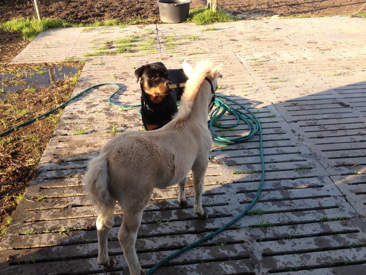 Anden særlig race A.B. Ludwig billede 9