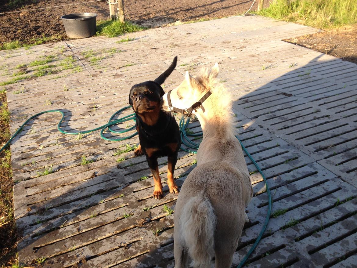 Anden særlig race A.B. Ludwig billede 10