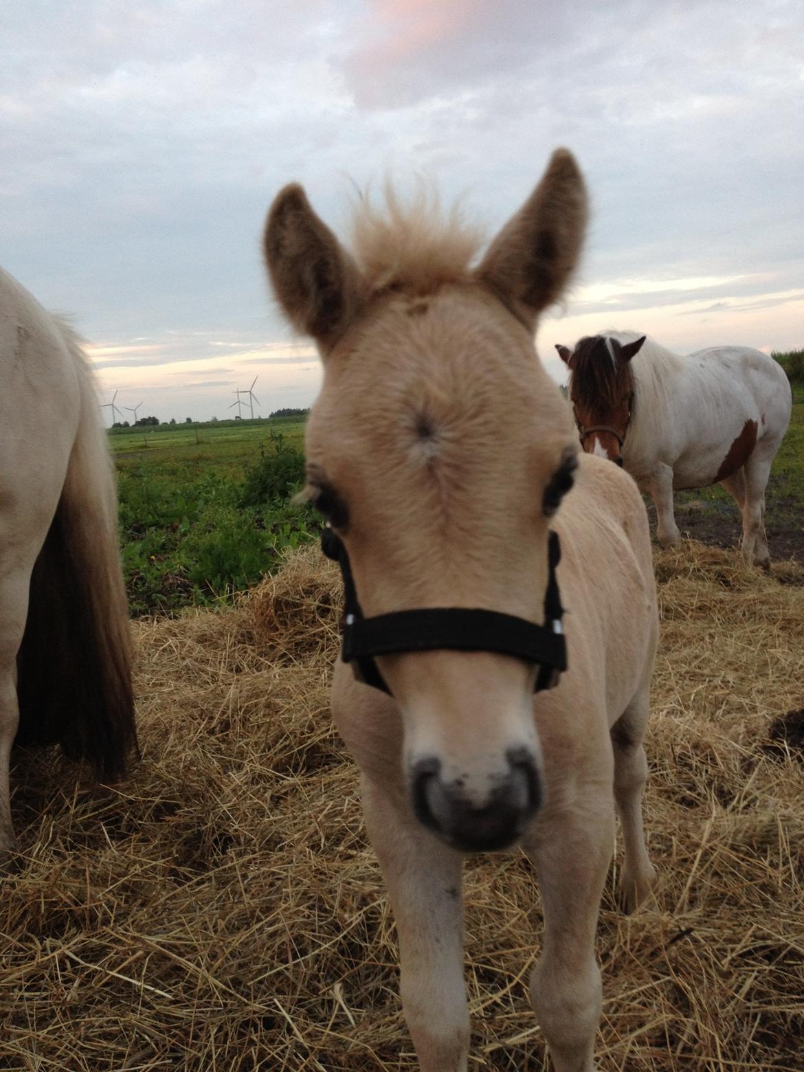 Anden særlig race A.B. Ludwig billede 11