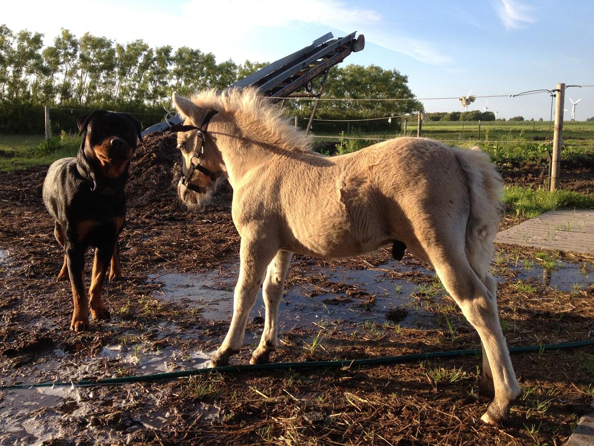 Anden særlig race A.B. Ludwig billede 12