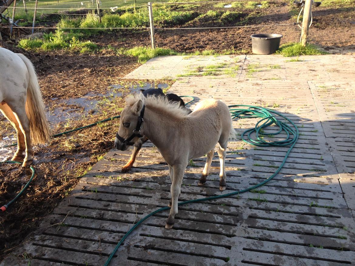 Anden særlig race A.B. Ludwig billede 13