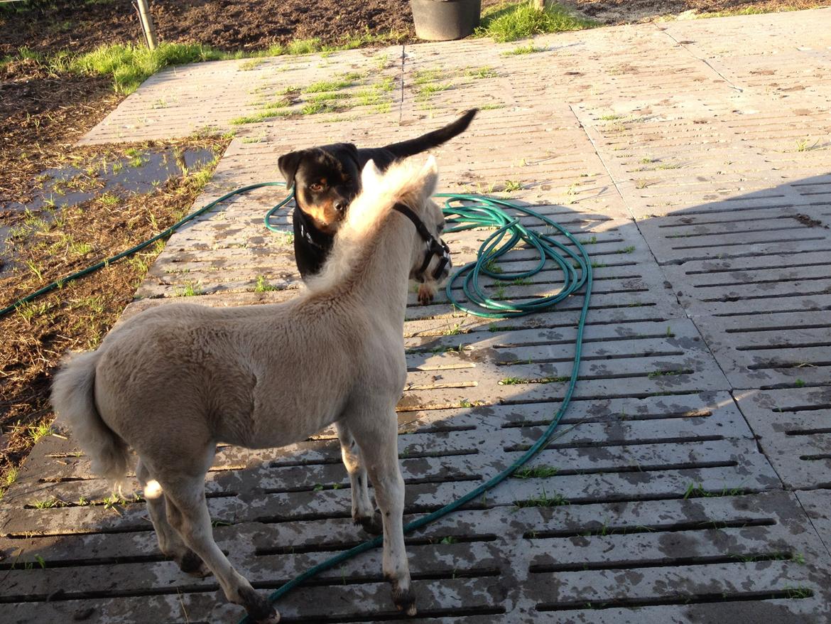 Anden særlig race A.B. Ludwig billede 14