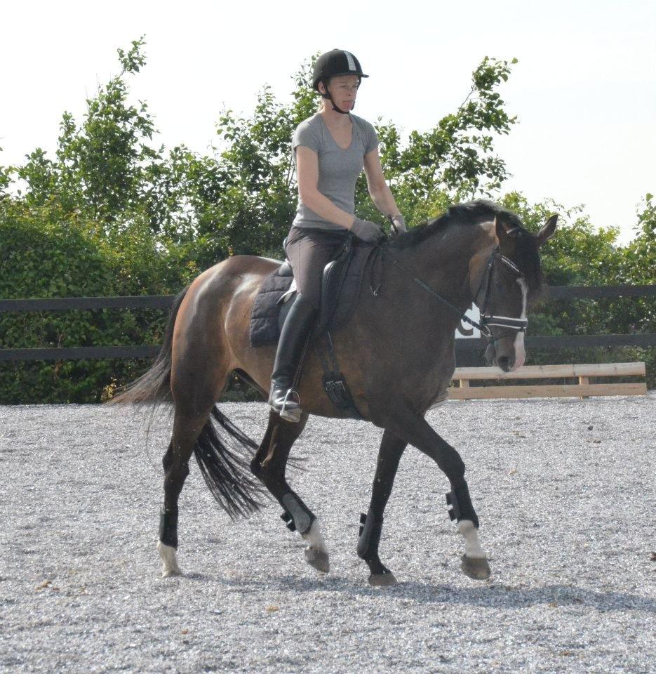 Dansk Varmblod Lindehøjs Larissa billede 11