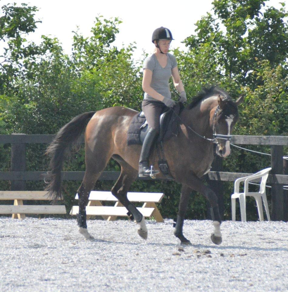 Dansk Varmblod Lindehøjs Larissa billede 4