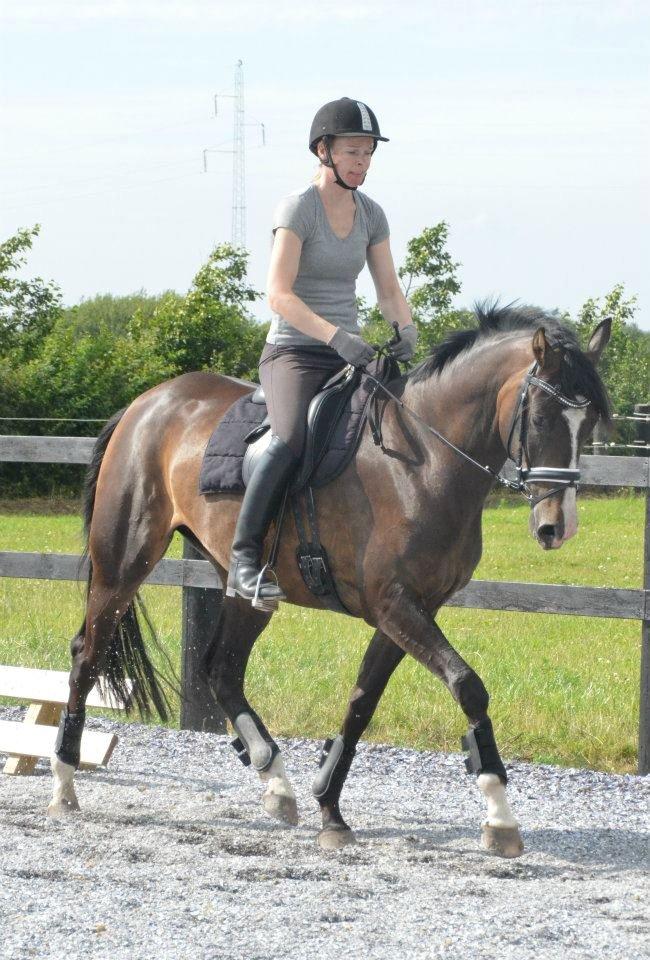 Dansk Varmblod Lindehøjs Larissa billede 15