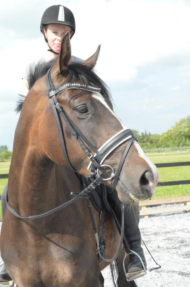 Dansk Varmblod Lindehøjs Larissa billede 2
