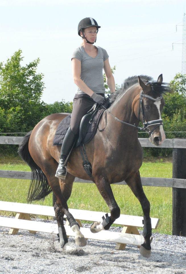 Dansk Varmblod Lindehøjs Larissa billede 7
