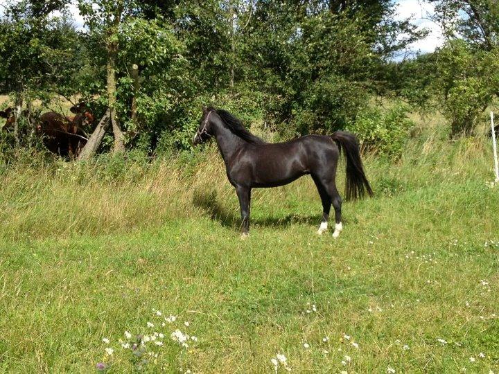 Welsh Pony (sec B) Frankenhöh's Spirit *R.I.P* <3 - Synes at køerne på den anden side af træerne var meget spændende!
31-07-12 billede 10