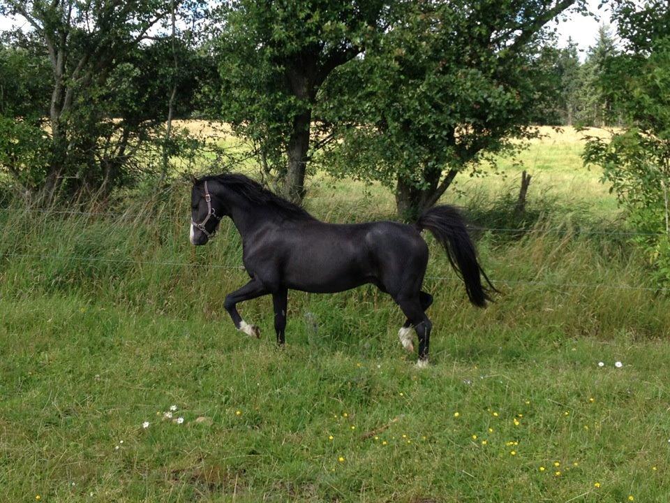 Welsh Pony (sec B) Frankenhöh's Spirit *R.I.P* <3 - Gør sig til overfor køerne
31-07-12 billede 11