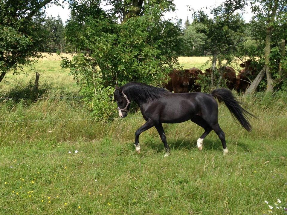 Welsh Pony (sec B) Frankenhöh's Spirit *R.I.P* <3 - ja man kan da godt løfte benene ;)
31-07-12 billede 12