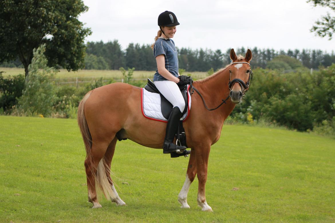 New Forest Kantje's Tommy - Ridelejr 2012!:-) billede 18