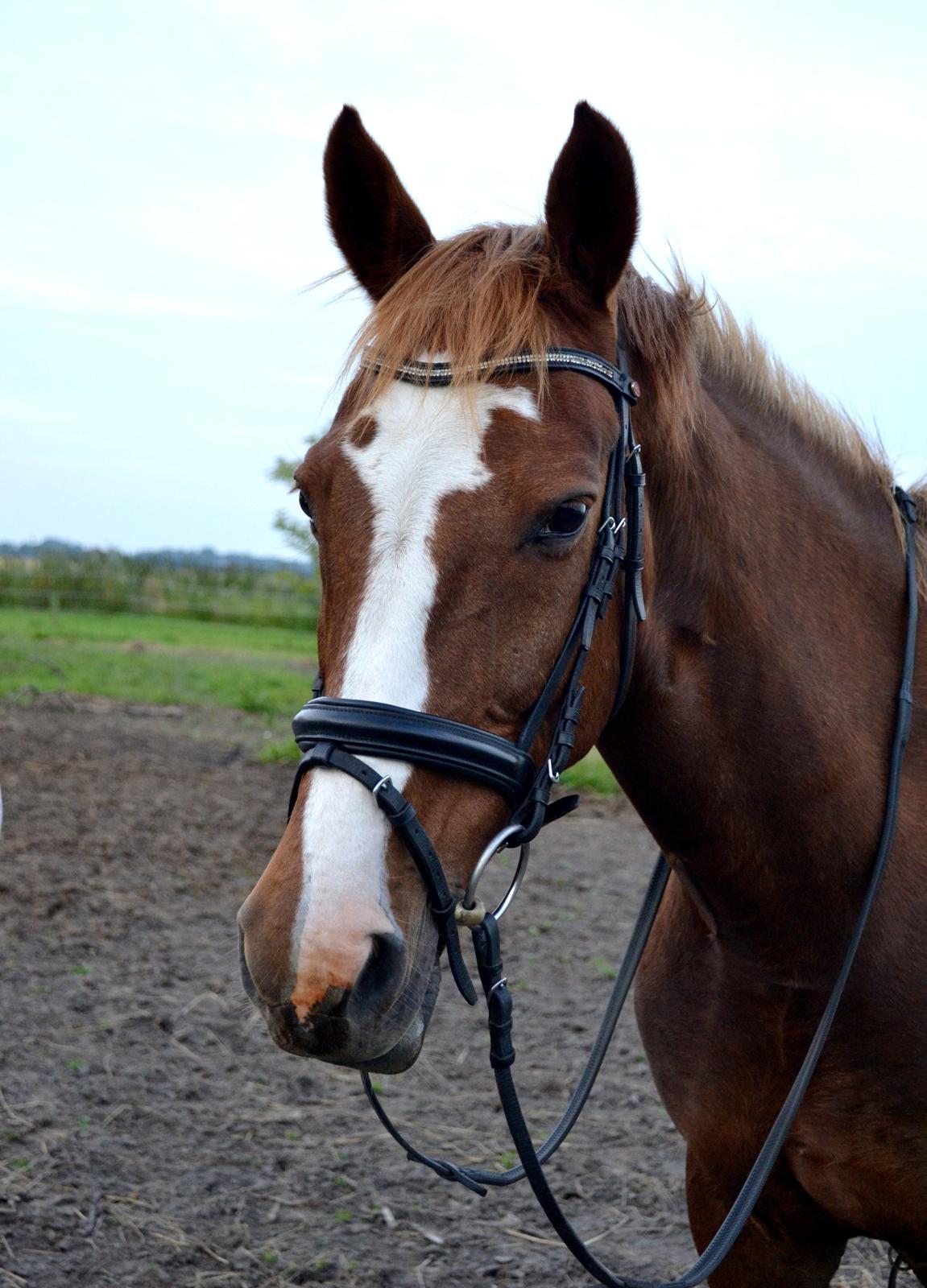Anden særlig race Sheila - Jeg er såå taknemmelig over at du er min :) <3 billede 8