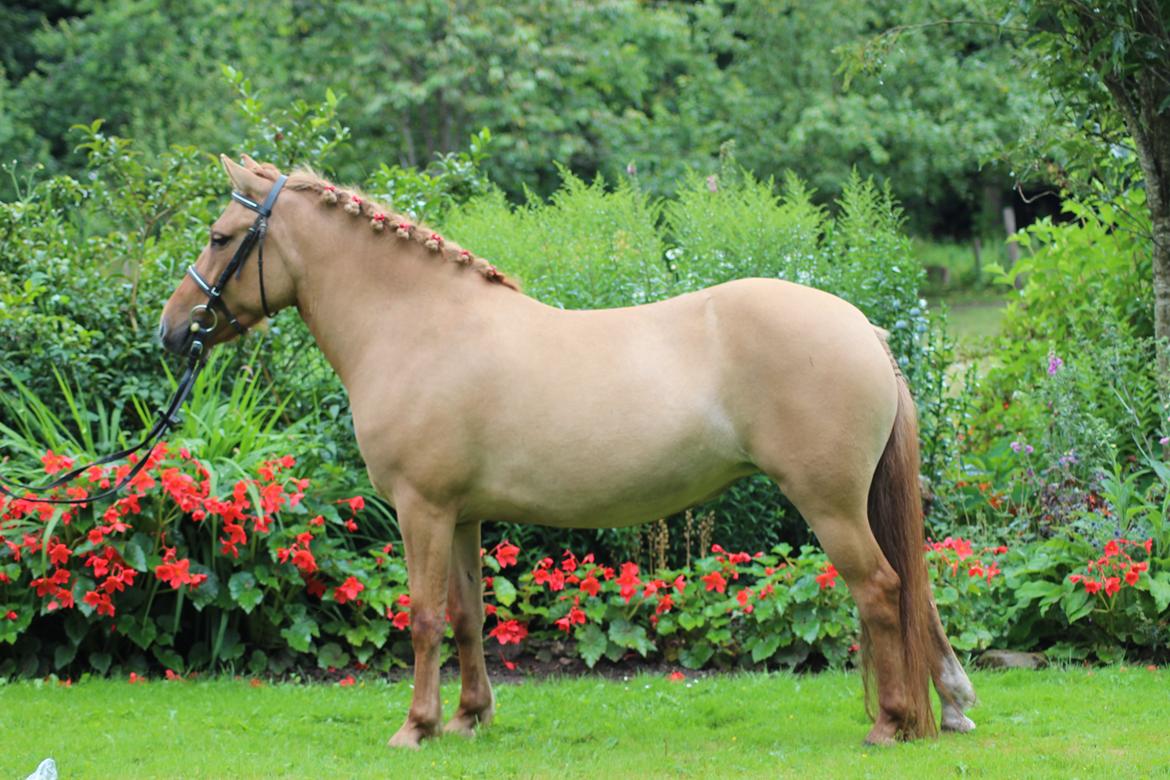 Anden særlig race Freja billede 11