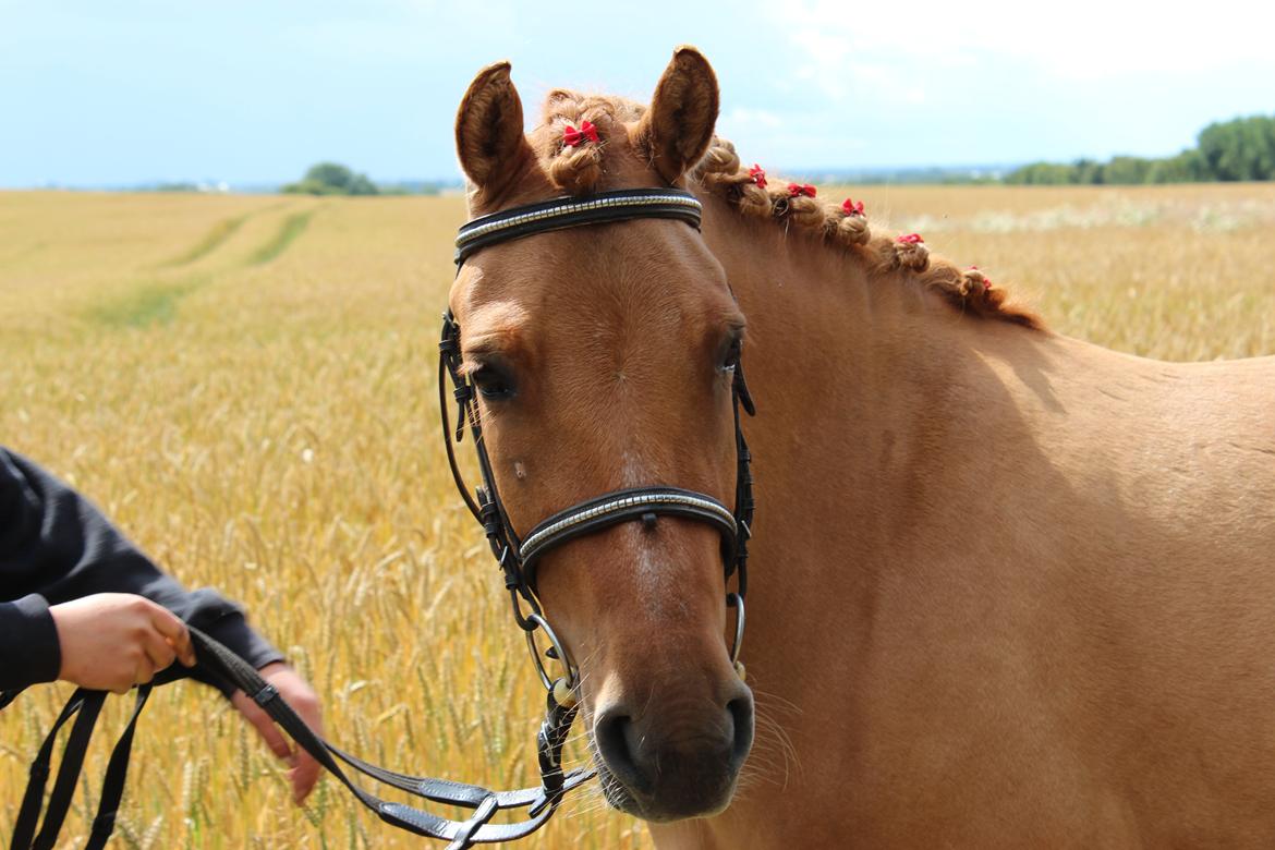 Anden særlig race Freja billede 13
