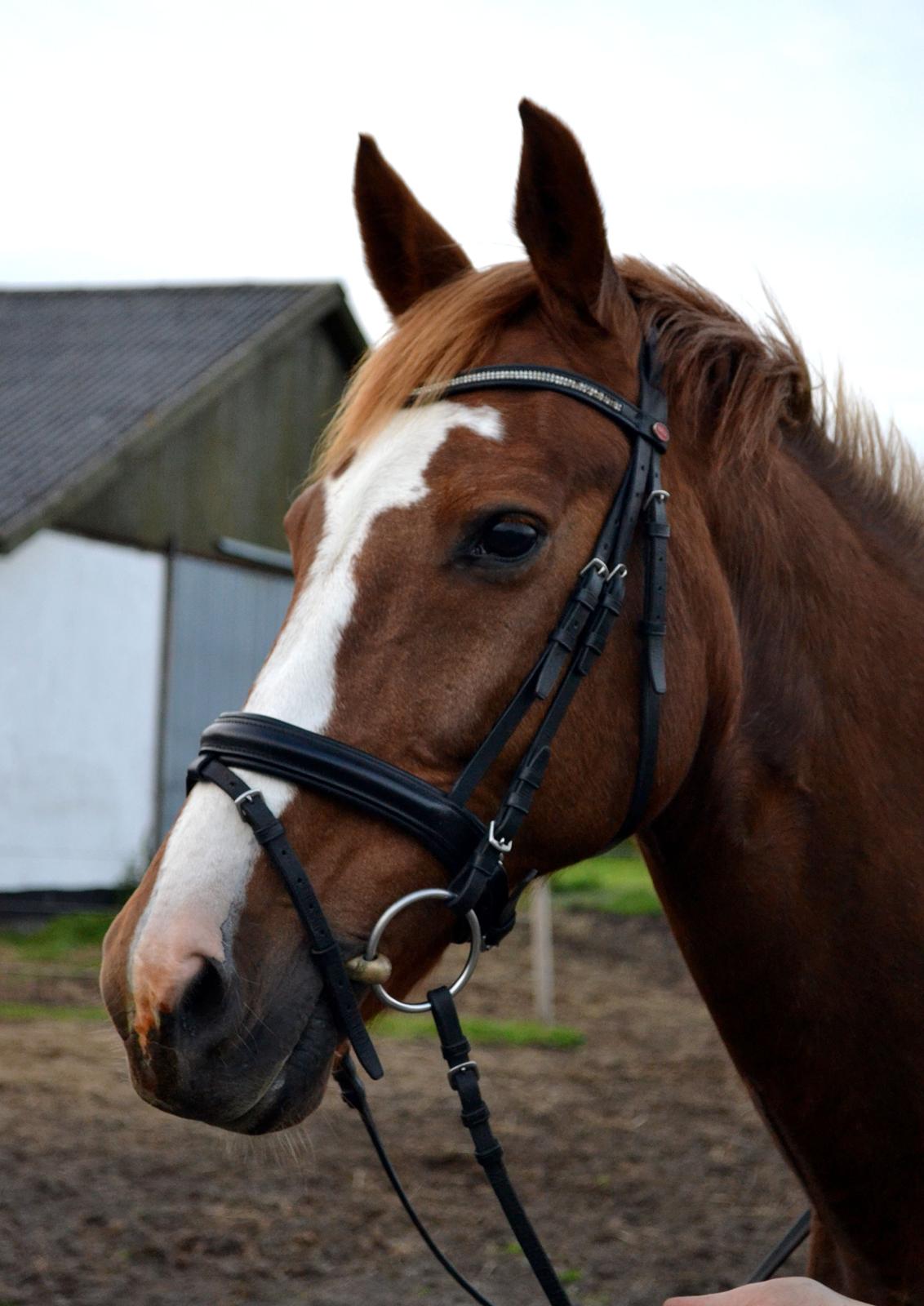 Anden særlig race Sheila - Smukke, smukke, Shela :) billede 6