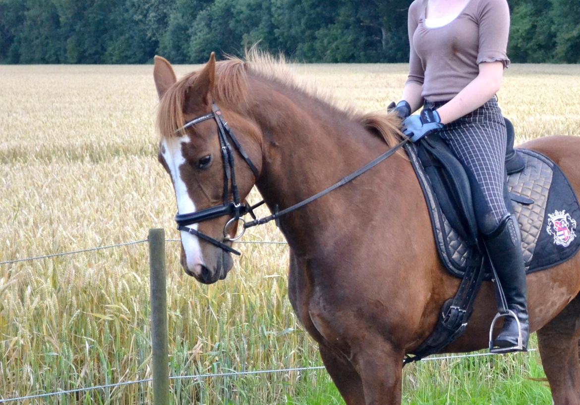 Anden særlig race Sheila billede 9