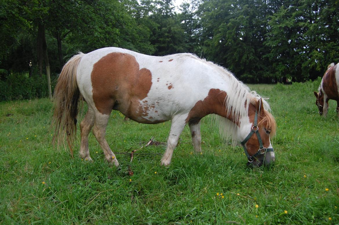 Shetlænder Lulu billede 1