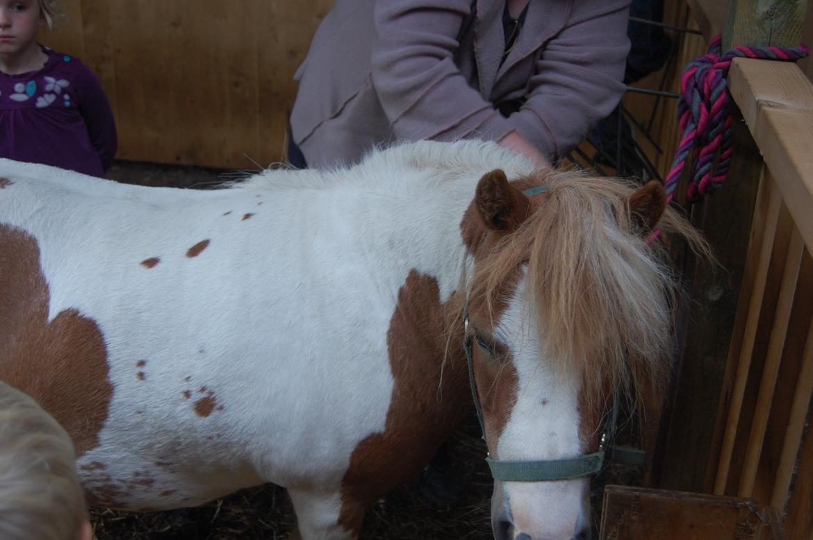 Shetlænder Lulu billede 2