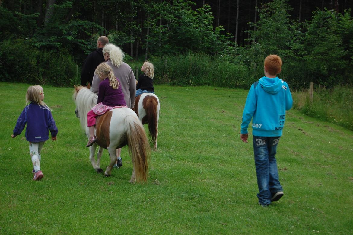 Shetlænder Lulu billede 4