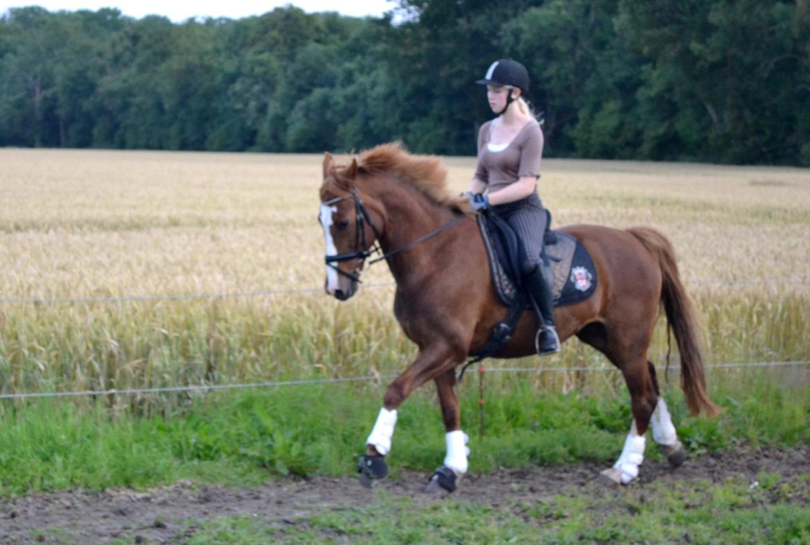 Anden særlig race Sheila billede 11