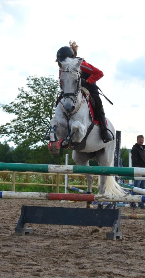 Connemara Dalestown Suzie Q billede 5