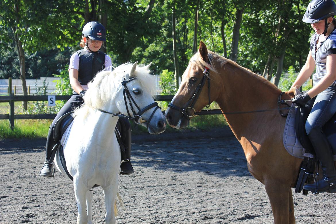 Anden særlig race Toffie (Toftegårdens Silver) billede 8
