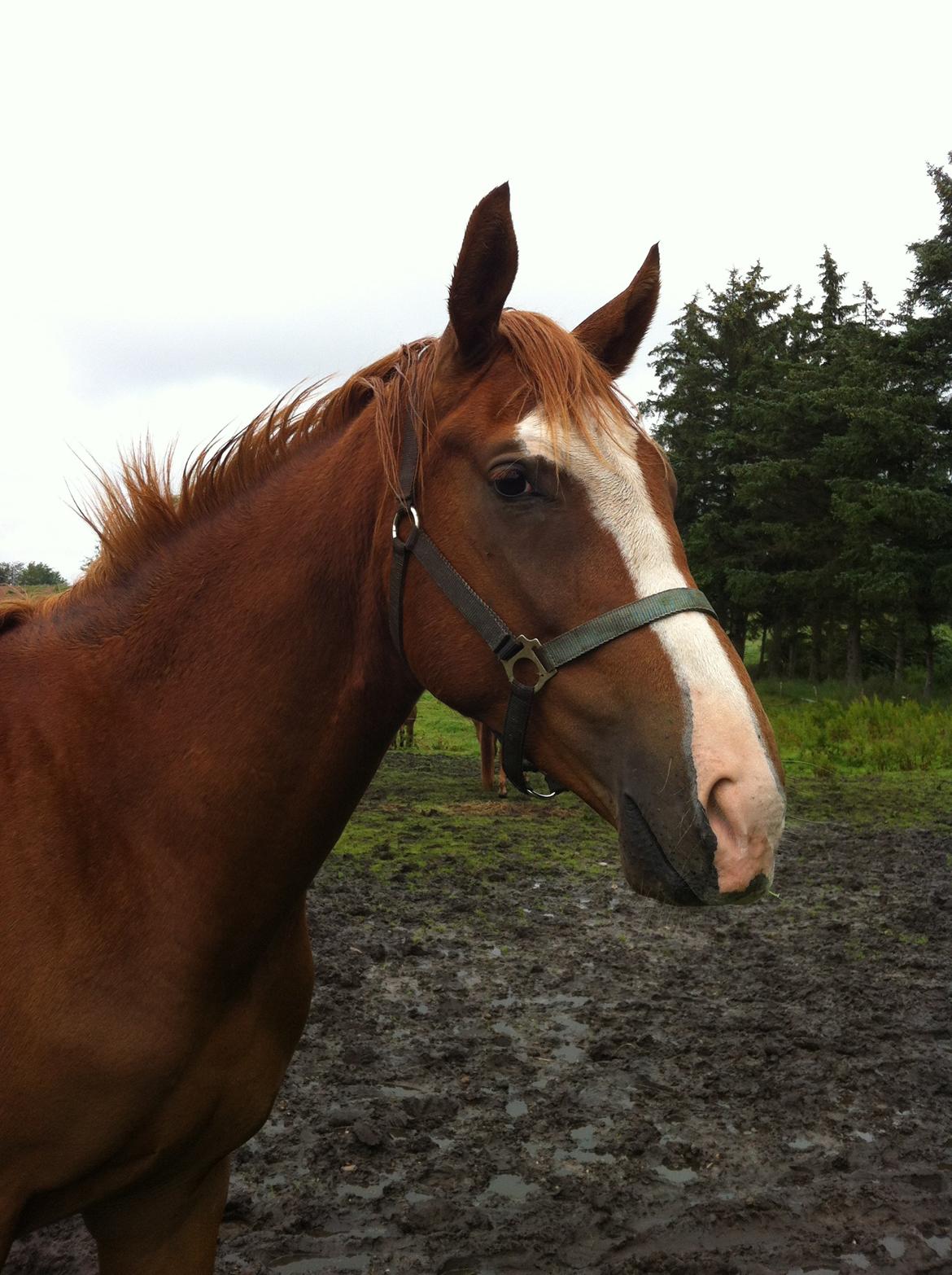 Dansk Varmblod trindbjerggårds lapazio billede 2