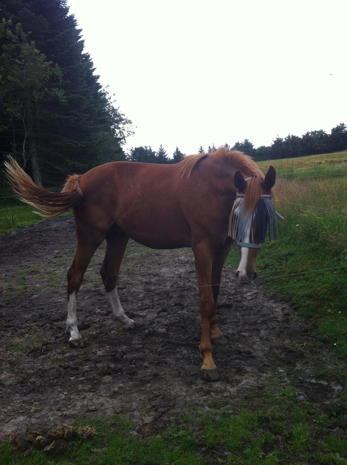 Dansk Varmblod trindbjerggårds lapazio billede 1