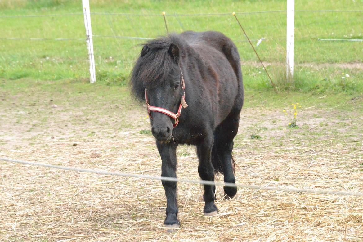 Shetlænder Tulle billede 19