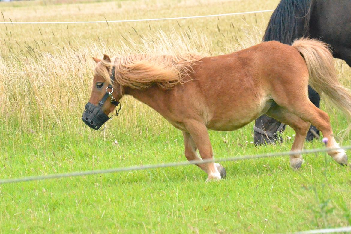 Shetlænder Seppo - fuld galop mod græsset! billede 12