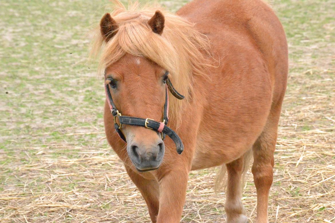 Shetlænder Seppo - Velkommen til Seppo's profil :D billede 1