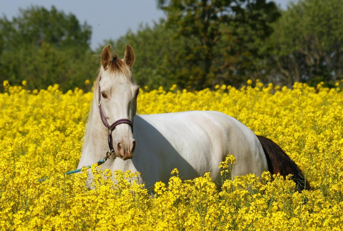 Tennessee Walker | Pearl of Justice - Pearl i rapsmark - Fotograf: Joveno Foto billede 7