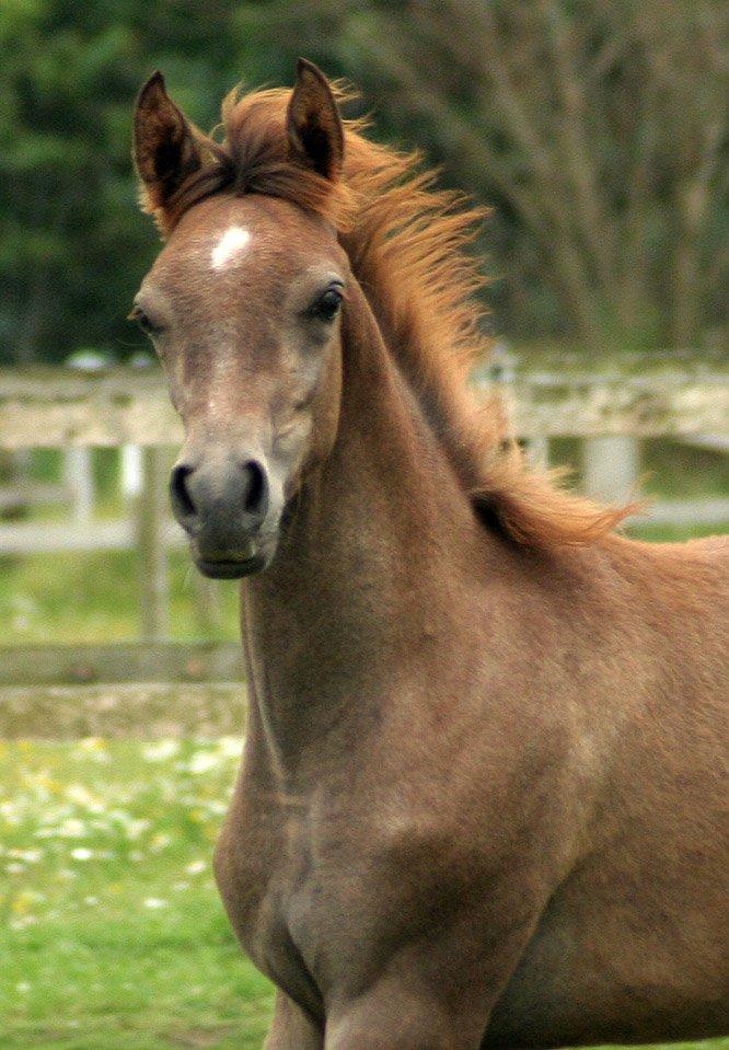 Arabisk fuldblod (OX) WML Al HaMee - Knap 5 måneder gl. billede 2