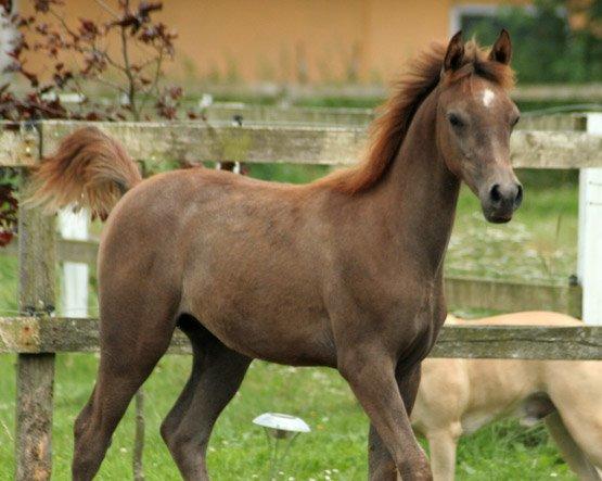 Arabisk fuldblod (OX) WML Al HaMee - Knap 5 måneder gl. billede 9