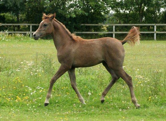 Arabisk fuldblod (OX) WML Al HaMee - Knap 5 måneder gl. billede 10