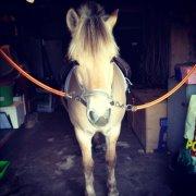 Fjordhest Halskovs Vulkan billede 15